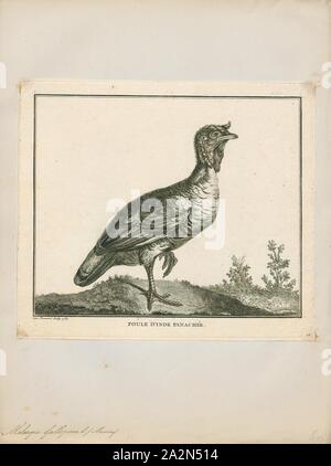 Meleagris gallopavo, Imprimer, le dindon sauvage (Meleagris gallopavo) est un terrain de montagne oiseau originaire d'Amérique du Nord et est le plus gros membre de la diversité des Galliformes. C'est la même espèce que la branche de la Turquie, qui a été dérivée d'une sous-espèce sud du Mexique de wild turkey (pas les ocellated Turquie). Bien qu'originaires d'Amérique du Nord, la Turquie probablement tire son nom de la variété domestiquée importée en Grande-Bretagne dans les navires venant du Levant via l'Espagne. Les Britanniques à l'époque donc associés le dindon sauvage avec le pays la Turquie et le nom Banque D'Images