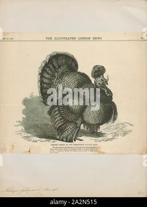 Meleagris gallopavo, Imprimer, le dindon sauvage (Meleagris gallopavo) est un terrain de montagne oiseau originaire d'Amérique du Nord et est le plus gros membre de la diversité des Galliformes. C'est la même espèce que la branche de la Turquie, qui a été dérivée d'une sous-espèce sud du Mexique de wild turkey (pas les ocellated Turquie). Bien qu'originaires d'Amérique du Nord, la Turquie probablement tire son nom de la variété domestiquée importée en Grande-Bretagne dans les navires venant du Levant via l'Espagne. Les Britanniques à l'époque donc associés le dindon sauvage avec le pays la Turquie et le nom Banque D'Images