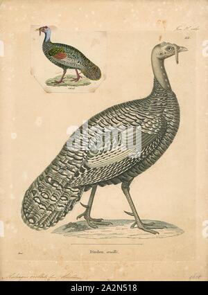 Meleagris ocellata, Imprimer, la Turquie ocellated (Meleagris ocellata) est une espèce de Turquie résidant principalement dans la péninsule du Yucatán. Un parent de le dindon sauvage (Meleagris gallopavo), il était parfois traités auparavant dans un genre de ses propres (Agriocharis), mais les différences entre les deux dindes sont actuellement considérés comme trop petit pour justifier la ségrégation générique. C'est un oiseau relativement important, autour de 70 à 122 cm (28 à 48 po) de long et un poids moyen de 3 kg (6,6 lb) chez les femelles et de 5 kg (11 lb) chez les mâles., 1700-1880 Banque D'Images