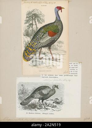 Meleagris ocellata, Imprimer, la Turquie ocellated (Meleagris ocellata) est une espèce de Turquie résidant principalement dans la péninsule du Yucatán. Un parent de le dindon sauvage (Meleagris gallopavo), il était parfois traités auparavant dans un genre de ses propres (Agriocharis), mais les différences entre les deux dindes sont actuellement considérés comme trop petit pour justifier la ségrégation générique. C'est un oiseau relativement important, autour de 70 à 122 cm (28 à 48 po) de long et un poids moyen de 3 kg (6,6 lb) chez les femelles et de 5 kg (11 lb) chez les mâles., 1700-1880 Banque D'Images