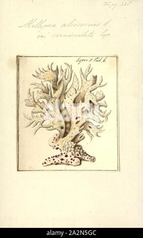 Millepora alcicornis Millepora alcicornis, Imprimer, ou la mer, gingembre, est une espèce de corail de feu colonial avec un squelette calcaire. Il est constaté sur les récifs coralliens des eaux peu profondes dans les régions tropicales de l'ouest de l'océan Atlantique. Il montre une variété de morphologies différentes en fonction de son emplacement. Il se nourrit de plancton et tire une partie de ses besoins en énergie à partir de microalgues trouvés dans ses tissus. Il est un membre important de la communauté des récifs et soumis aux mêmes menaces que les autres coraux. Il peut causer des piqûres douloureuses pour les plongeurs imprudents Banque D'Images