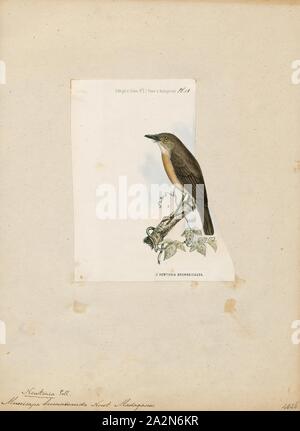 Muscicapa brunneicauda, Imprimer, Muscicapa est une espèce de passereaux appartenant à la famille de l'Ancien Monde 2012.1, et c à la sous-famille des moucherolles typique Muscicapinae. Ils sont répandus à travers l'Europe, d'Afrique et d'Asie avec la plupart des espèces présentes dans les forêts et les habitats boisés. Plusieurs espèces sont migratrices, déménagement au sud de l'Europe et du nord de l'Asie pour l'hiver., 1868 Banque D'Images