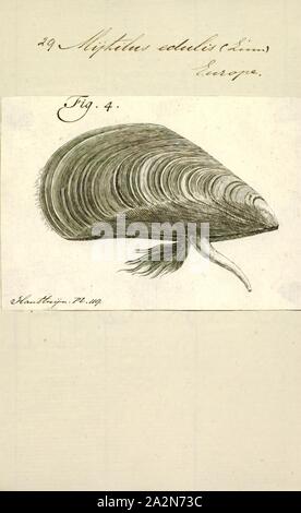 Mytilus edulis, Print, la moule bleue (Mytilus edulis), également connu sous le nom de la moule commune est une espèce de bivalves marins comestibles de la famille des Mytilidae, les moules. La moule bleue est l'objet de l'utilisation commerciale et l'aquaculture intensive. Une espèce avec une large gamme, des coquilles vides sont généralement trouvés sur les plages du monde entier Banque D'Images