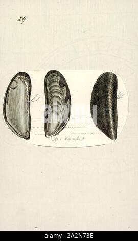 Mytilus edulis, Print, la moule bleue (Mytilus edulis), également connu sous le nom de la moule commune est une espèce de bivalves marins comestibles de la famille des Mytilidae, les moules. La moule bleue est l'objet de l'utilisation commerciale et l'aquaculture intensive. Une espèce avec une large gamme, des coquilles vides sont généralement trouvés sur les plages du monde entier Banque D'Images