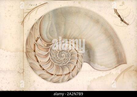 Nautilus pompilius, Imprimer, le Nautilus Nautilus pompilius, chambré, également appelé The pearly nautilus, est l'espèce la plus connue de Nautilus. La coquille, quand couper, révèle une doublure de nacre brillant et affiche une spirale équiangulaires presque parfaite, bien qu'il n'est pas une spirale. La coquille, d'être countershading expositions lumière sur le fond sombre et sur le dessus. C'est pour aider à éviter les prédateurs, parce que lorsque vu de dessus, il se fond dans l'obscurité de la mer, et quand vu d'en bas, il se fond dans la lumière provenant d'en haut Banque D'Images