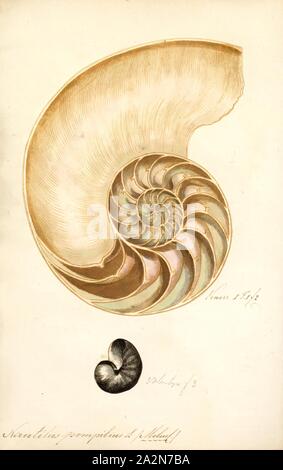 Nautilus pompilius, Imprimer, le Nautilus Nautilus pompilius, chambré, également appelé The pearly nautilus, est l'espèce la plus connue de Nautilus. La coquille, quand couper, révèle une doublure de nacre brillant et affiche une spirale équiangulaires presque parfaite, bien qu'il n'est pas une spirale. La coquille, d'être countershading expositions lumière sur le fond sombre et sur le dessus. C'est pour aider à éviter les prédateurs, parce que lorsque vu de dessus, il se fond dans l'obscurité de la mer, et quand vu d'en bas, il se fond dans la lumière provenant d'en haut Banque D'Images