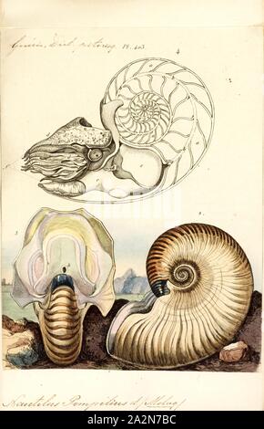 Nautilus pompilius, Imprimer, le Nautilus Nautilus pompilius, chambré, également appelé The pearly nautilus, est l'espèce la plus connue de Nautilus. La coquille, quand couper, révèle une doublure de nacre brillant et affiche une spirale équiangulaires presque parfaite, bien qu'il n'est pas une spirale. La coquille, d'être countershading expositions lumière sur le fond sombre et sur le dessus. C'est pour aider à éviter les prédateurs, parce que lorsque vu de dessus, il se fond dans l'obscurité de la mer, et quand vu d'en bas, il se fond dans la lumière provenant d'en haut Banque D'Images