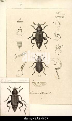 Necrodes Necrodes, Print, est une espèce de charogne de la famille Silphidae. Il y a au moins trois espèces décrites dans Necrodes Banque D'Images