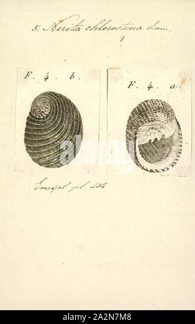 Nerita, chlorostoma Imprimer, Nerita est un genre de petite à moyenne taille d'escargots de mer avec un filet maillant et un opercule, de la famille, les nerites Neritidae Banque D'Images