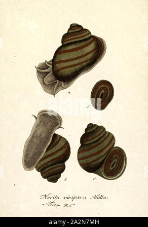 Nerita vivipara, Imprimer, Nerita est un genre de petite à moyenne taille d'escargots de mer avec un filet maillant et un opercule, de la famille, les nerites Neritidae Banque D'Images