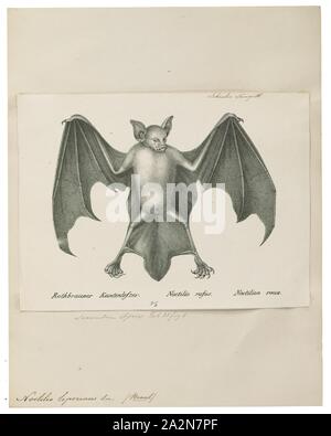 Noctilio leporinus, Imprimer, la grande chauve-souris bouledogue ou pêcheur bat (Noctilio leporinus) est un type de pêche bat indigènes de l'Amérique latine (espagnol : Murciélago pescador). La chauve-souris utilise l'écholocation pour détecter les ondulations de l'eau faite par le des poissons, dont il se nourrit, puis utilise le sac entre ses jambes pour gagner le poisson et ses griffes acérées pour attraper et s'y accrocher. C'est à ne pas confondre avec le moindre bulldog bat, qui, quoique appartenant au même genre, simplement l'eau les insectes, tels que les patineurs et les coléoptères d'eau, 1700-1880. Banque D'Images