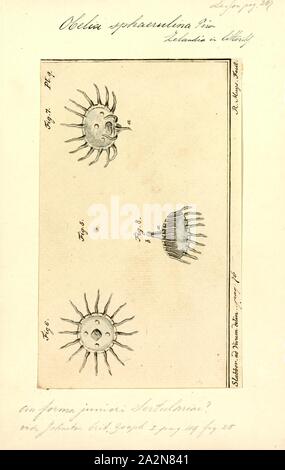 Sphaerulina Obelia Obelia, Print, est une espèce d'hydrozoaires composé principalement d'eau douce et marines certaines espèces animales et ont tous deux le polype et méduse étapes de leur cycle de vie. Le genre appartient à l'embranchement des cnidaires, qui sont tous principalement aquatiques et les organismes marins qui sont relativement simples dans la structure. Elle est aussi appelée fourrure mer Banque D'Images