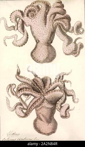 Octopus cirrhosus, Imprimer, le poulpe est un corps mou, huit membres de l'ordre de mollusques Octopoda. Environ 300 espèces sont reconnues, et l'ordre sont regroupées au sein de la classe des céphalopodes avec des calmars, seiches, et nautiloïdes. Comme les autres céphalopodes, le poulpe est bilatéralement symétriques avec deux yeux et un bec, avec sa bouche au point milieu de la huit membres ('tentacle' est utilisé comme un terme général pour les membres de céphalopodes ; cependant, dans un contexte teuthological ; 'arm' est utilisé pour faire référence à de tels membres inférieurs, tandis que 'tentacle' est réservé à l'alimentation des annexes non trouvé sur les poulpes). Le soft Banque D'Images