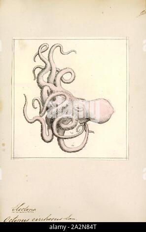 Octopus cirrhosus, Imprimer, le poulpe est un corps mou, huit membres de l'ordre de mollusques Octopoda. Environ 300 espèces sont reconnues, et l'ordre sont regroupées au sein de la classe des céphalopodes avec des calmars, seiches, et nautiloïdes. Comme les autres céphalopodes, le poulpe est bilatéralement symétriques avec deux yeux et un bec, avec sa bouche au point milieu de la huit membres ('tentacle' est utilisé comme un terme général pour les membres de céphalopodes ; cependant, dans un contexte teuthological ; 'arm' est utilisé pour faire référence à de tels membres inférieurs, tandis que 'tentacle' est réservé à l'alimentation des annexes non trouvé sur les poulpes). Le soft Banque D'Images