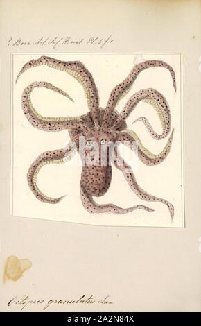 Octopus granulatus, Imprimer, le poulpe est un corps mou, huit membres de l'ordre de mollusques Octopoda. Environ 300 espèces sont reconnues, et l'ordre sont regroupées au sein de la classe des céphalopodes avec des calmars, seiches, et nautiloïdes. Comme les autres céphalopodes, le poulpe est bilatéralement symétriques avec deux yeux et un bec, avec sa bouche au point milieu de la huit membres ('tentacle' est utilisé comme un terme général pour les membres de céphalopodes ; cependant, dans un contexte teuthological ; 'arm' est utilisé pour faire référence à de tels membres inférieurs, tandis que 'tentacle' est réservé à l'alimentation des annexes non trouvé sur les poulpes). Le soft Banque D'Images