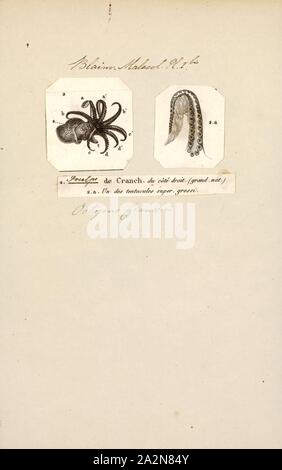 Octopus cranchii, Imprimer, le poulpe est un corps mou, huit membres de l'ordre de mollusques Octopoda. Environ 300 espèces sont reconnues, et l'ordre sont regroupées au sein de la classe des céphalopodes avec des calmars, seiches, et nautiloïdes. Comme les autres céphalopodes, le poulpe est bilatéralement symétriques avec deux yeux et un bec, avec sa bouche au point milieu de la huit membres ('tentacle' est utilisé comme un terme général pour les membres de céphalopodes ; cependant, dans un contexte teuthological ; 'arm' est utilisé pour faire référence à de tels membres inférieurs, tandis que 'tentacle' est réservé à l'alimentation des annexes non trouvé sur les poulpes). Le corps mou Banque D'Images