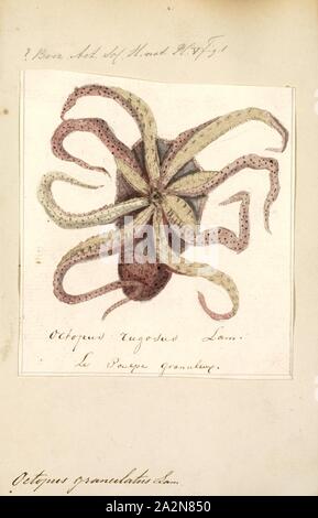 Octopus granulatus, Imprimer, le poulpe est un corps mou, huit membres de l'ordre de mollusques Octopoda. Environ 300 espèces sont reconnues, et l'ordre sont regroupées au sein de la classe des céphalopodes avec des calmars, seiches, et nautiloïdes. Comme les autres céphalopodes, le poulpe est bilatéralement symétriques avec deux yeux et un bec, avec sa bouche au point milieu de la huit membres ('tentacle' est utilisé comme un terme général pour les membres de céphalopodes ; cependant, dans un contexte teuthological ; 'arm' est utilisé pour faire référence à de tels membres inférieurs, tandis que 'tentacle' est réservé à l'alimentation des annexes non trouvé sur les poulpes). Le soft Banque D'Images
