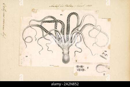 Octopus niveus, Imprimer, le poulpe est un corps mou, huit membres de l'ordre de mollusques Octopoda. Environ 300 espèces sont reconnues, et l'ordre sont regroupées au sein de la classe des céphalopodes avec des calmars, seiches, et nautiloïdes. Comme les autres céphalopodes, le poulpe est bilatéralement symétriques avec deux yeux et un bec, avec sa bouche au point milieu de la huit membres ('tentacle' est utilisé comme un terme général pour les membres de céphalopodes ; cependant, dans un contexte teuthological ; 'arm' est utilisé pour faire référence à de tels membres inférieurs, tandis que 'tentacle' est réservé à l'alimentation des annexes non trouvé sur les poulpes). Le corps mou Banque D'Images