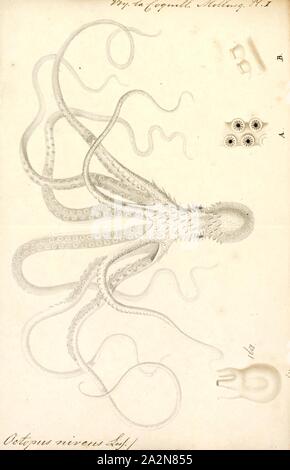 Octopus niveus, Imprimer, le poulpe est un corps mou, huit membres de l'ordre de mollusques Octopoda. Environ 300 espèces sont reconnues, et l'ordre sont regroupées au sein de la classe des céphalopodes avec des calmars, seiches, et nautiloïdes. Comme les autres céphalopodes, le poulpe est bilatéralement symétriques avec deux yeux et un bec, avec sa bouche au point milieu de la huit membres ('tentacle' est utilisé comme un terme général pour les membres de céphalopodes ; cependant, dans un contexte teuthological ; 'arm' est utilisé pour faire référence à de tels membres inférieurs, tandis que 'tentacle' est réservé à l'alimentation des annexes non trouvé sur les poulpes). Le corps mou Banque D'Images