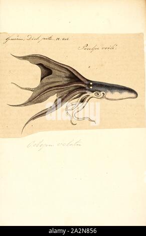 Octopus velatus, Imprimer, le poulpe est un corps mou, huit membres de l'ordre de mollusques Octopoda. Environ 300 espèces sont reconnues, et l'ordre sont regroupées au sein de la classe des céphalopodes avec des calmars, seiches, et nautiloïdes. Comme les autres céphalopodes, le poulpe est bilatéralement symétriques avec deux yeux et un bec, avec sa bouche au point milieu de la huit membres ('tentacle' est utilisé comme un terme général pour les membres de céphalopodes ; cependant, dans un contexte teuthological ; 'arm' est utilisé pour faire référence à de tels membres inférieurs, tandis que 'tentacle' est réservé à l'alimentation des annexes non trouvé sur les poulpes). Le corps mou Banque D'Images