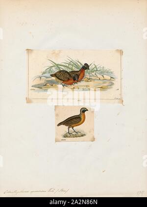 Odontophorus speciosus, Imprimer, le colibri roux-breasted wood quail (Odontophorus speciosus) est une espèce de passereau de la famille Odontophoridae. On la trouve en Bolivie, Équateur, Pérou et principalement sur le côté est de la Cordillère des Andes entre 800 et 2000m d'altitude plus élevée (au Pérou), 1700-1880. Banque D'Images