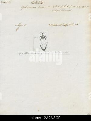 Ophichthys cancrivorus, Imprimer, le petit serpent ocellé (Pisodonophis cancrivorus) est une anguille dans la famille Ophichthidae (Worm/serpent anguilles). Il a été décrit par John Richardson en 1848, l'article. Banque D'Images