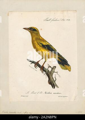 Oriolus auratus, Imprimer, le golden (Oriolus auratus), ou de l'Afrique, l'oriole est membre de la famille de l'oriole de passereaux qui est un résident en Afrique au sud du désert du Sahara, 1825-1834. Banque D'Images