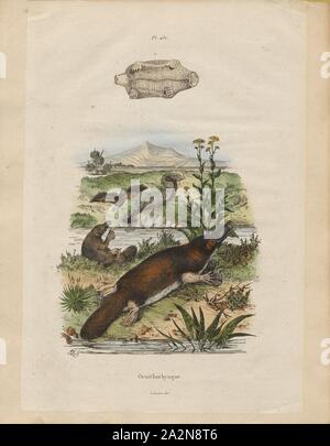 Ornithorhynchus spec., Imprimer, l'ornithorynque (Ornithorhynchus anatinus), parfois appelée l'ornithorynque, est un mammifère semi-aquatique, la ponte endémique à l'Est de l'Australie, y compris en Tasmanie. L'ornithorynque est le seul représentant vivant de sa famille (Ornithorhynchidae) et de genre (Ornithorhynchus), bien qu'un certain nombre d'espèces apparaissent dans le registre fossile., 1837 Banque D'Images