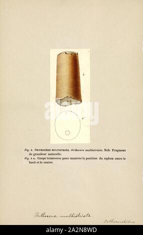 Orthoceras multistriata, Imprimer, Orthoceras ('straight horn') est une espèce disparue de nautiloid limité aux céphalopodes d'âge ordovicien moyen calcaires marins des États baltes et de la Suède. Ce genre est parfois appelé Orthoceratites Banque D'Images