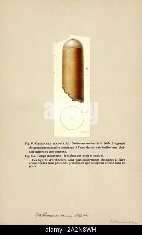 Orthoceras, semistriata Imprimer, Orthoceras ('straight horn') est une espèce disparue de nautiloid limité aux céphalopodes d'âge ordovicien moyen calcaires marins des États baltes et de la Suède. Ce genre est parfois appelé Orthoceratites Banque D'Images