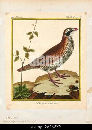 Ortix virginianus, Imprimer, 1700-1880 Banque D'Images
