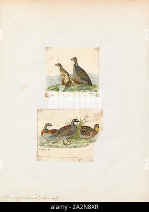 Ortix virginianus, Imprimer, 1700-1880 Banque D'Images
