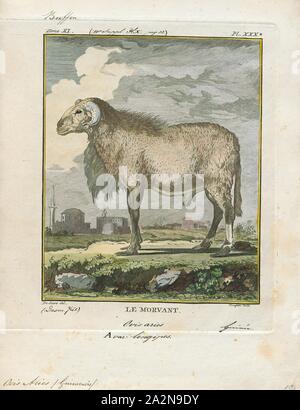 Ovis aries guineensis, Imprimer, Ovis est une espèce de mammifères, une partie de la sous-famille des caprinae de ruminants de la famille des bovidés. Ses cinq ou plus d'espèces hautement sociable sont connus comme des moutons. Le mouton domestique est un membre du genre, et est pensé pour être descendu du mouflon sauvage d'Europe centrale et sud-ouest de l'Asie., 1700-1880 Banque D'Images