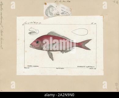 Pagellus erythrinus, Imprimer, la commune de pandora (Pagellus erythrinus) est un poisson de la famille Sparidés (dorade). C'est un poisson populaire dans les pays méditerranéens, avec la chair blanche et délicate, 1700-1880. Banque D'Images