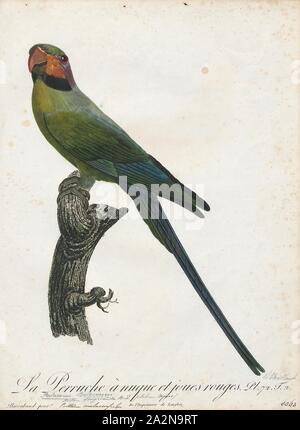 Paleornis longicaudus), Print, Psittacula, membres du parrot genre Psittacula ou perruches à collier afro-asiatique comme on les appelle communément dans l'aviculture vient trouvés de l'Afrique à l'Asie du Sud-Est. C'est un groupe largement répandu, avec une concentration d'espèces en Asie du sud, mais aussi avec des représentants d'Afrique et les îles de l'Océan Indien. C'est la seule espèce de perroquet qui a la majorité de ses espèces dans l'Asie continentale. De toutes les espèces existantes seulement Psittacula calthropae, Psittacula caniceps et Psittacula echo n'ont pas de sous-espèce représentant en tout Banque D'Images