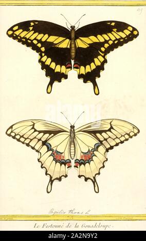 Papilio thoas Papilio thoas, Imprimer, le roi, ou machaon machaon Thoas, est un papillon de la Famille des Papilionidae. C'est trouvé dans le sud des États-Unis, au Mexique, en Amérique centrale et en Amérique du Sud (le sud jusqu'à l'Argentine et l'Uruguay). L'espèce est facilement confondu avec le grand porte-queue, qu'il ressemble de près dans les stades larvaires et adultes. Les chenilles se nourrissent des feuilles de plants d'agrumes (Rutaceae). Ils ont également été signalés comme se nourrissant d'un membre du genre Piper Banque D'Images