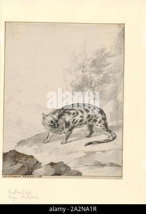 Paradoxurus hermaphroditus, Imprimer, la civette (Paradoxurus palm Asie hermaphroditus) est un petit viverrid originaire d'Asie du Sud et du sud-est. Depuis 2008, il est répertorié comme rouge de l'UICN moins préoccupante car elle est tolérante d'un large éventail d'habitats. Il est largement distribué, avec des populations importantes qu'en 2008, l'on croyait peu probable d'être en déclin. En 2012, il a été suggéré que l'augmentation récente de la capture d'animaux pour Kopi Luwak (civet café) production peut constituer une menace importante pour les populations sauvages de civette palm., 1766 Banque D'Images