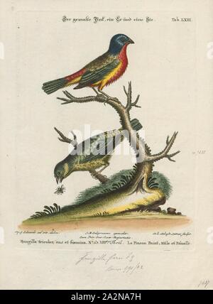 Passerina ciris, Imprimer, le painted bunting (Passerina ciris) est une espèce de passereau de la famille cardinal, Cardinalidae, qui est originaire d'Amérique du Nord. Le plumage coloré de l'homme ne vient qu'au cours de la deuxième année de vie ; au cours de la première année, ils ne peuvent être distingués de la femelle par une inspection minutieuse, 1700-1880. Banque D'Images