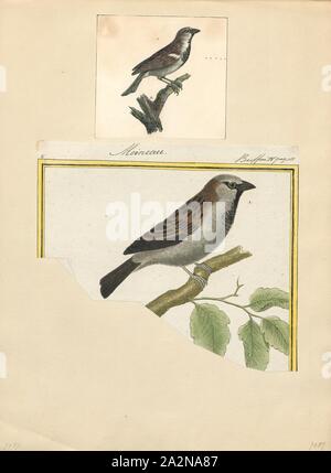 Passer domesticus, Imprimer, le moineau domestique (Passer domesticus) est un oiseau de la famille Passeridae, trouvés dans la plupart des régions du monde. C'est un petit oiseau qui a une longueur de 16 cm (6.3 in) et une masse de 24-39,5 g (0,85 oz) de 1,39. Les femelles et les jeunes oiseaux sont de couleur brun pâle et gris, et les hommes sont plus lumineux, blanc, noir et marron. L'un des quelque 25 espèces du genre passer, le moineau domestique est originaire d'une grande partie de l'Europe, le bassin méditerranéen, et une grande partie de l'Asie. L'introduction intentionnelle ou accidentelle à de nombreuses régions, y compris certaines parties de l'Australasie Banque D'Images