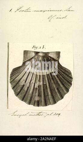 Pecten maximus, Imprimer, Pecten maximus, noms communs le Grand, roi du pétoncle pétoncle, shell ou coquille St Jacques, est une espèce de l'Atlantique nord-est, de pétoncles de mer comestibles un clam, un mollusque bivalve de la famille des pectinidés. C'est l'espèce type du genre. Cette espèce peut être conspécifiques avec Pecten jacobaeus, la pétoncle du pèlerin, qui a une distribution plus restreinte Banque D'Images