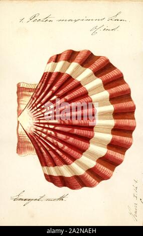 Pecten maximus, Imprimer, Pecten maximus, noms communs le Grand, roi du pétoncle pétoncle, shell ou coquille St Jacques, est une espèce de l'Atlantique nord-est, de pétoncles de mer comestibles un clam, un mollusque bivalve de la famille des pectinidés. C'est l'espèce type du genre. Cette espèce peut être conspécifiques avec Pecten jacobaeus, la pétoncle du pèlerin, qui a une distribution plus restreinte Banque D'Images