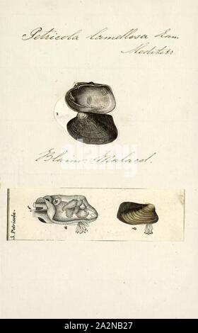 Petricola lamellosa, Imprimer, Petricola est un genre de palourdes d'eau salée, les mollusques bivalves marins dans la famille Veneridae, les palourdes Vénus Banque D'Images