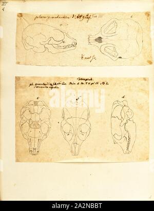 Phoca groenlandica, Imprimer, le phoque du Groenland ou joint de saddleback, Pagophilus groenlandicus est une espèce de phoque earless, ou vrai sceau, originaire de l'extrême nord de l'océan Atlantique et l'océan Arctique. À l'origine dans le genre Phoca avec un certain nombre d'autres espèces, il a été reclassé dans le genre monotypique Pagophilus en 1844. En latin, son nom scientifique se traduit par 'la glace du Groenland, amant ' et son synonyme taxonomique, Phoca groenlandica se traduit par 'joint groenlandais Banque D'Images