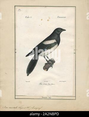 Pica caudata, Imprimer, l'Huîtrier pie pie ou conjoint (Pica pica) est un résident des oiseaux nicheurs dans toute la partie nord du continent eurasien. C'est un des nombreux oiseaux de la famille des corvidés espace les pies, et appartient à la région holarctique de rayonnement 'Monochrome' les pies. En Europe, 'magpie' est utilisé par les anglophones comme synonyme de la pie européenne : la seule autre pie en Europe est la pie ibérique (Cyanopica cooki), qui est limitée à la péninsule ibérique., 1842-1848 Banque D'Images