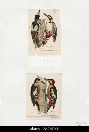 Picus spec., Imprimer, 1700-1880 Banque D'Images