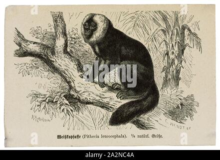 Pithecia leucocephala, Imprimer, Saki singe, Sakis, ou des singes, saki est le nom de plusieurs singes du Nouveau Monde du genre Pithecia. Elles sont étroitement liées à la sakis barbu de genre Chiropotes, 1700-1880. Banque D'Images