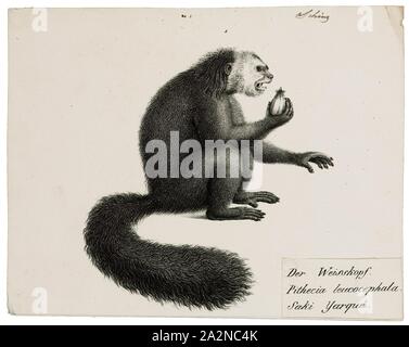 Pithecia leucocephala, Imprimer, Saki singe, Sakis, ou des singes, saki est le nom de plusieurs singes du Nouveau Monde du genre Pithecia. Elles sont étroitement liées à la sakis barbu de genre Chiropotes, 1809-1845. Banque D'Images