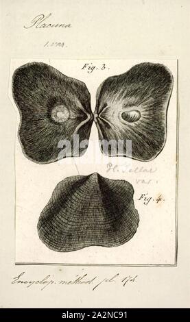 Placuna sella, Imprimer, Placunidae, également connu sous le nom de glace glace huîtres, coquillages, coquillages et Kapi, sont une famille taxonomique de palourdes d'eau salée, les mollusques bivalves marins qui sont liés pour les huîtres et les pétoncles Banque D'Images