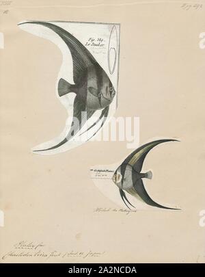 Platax teira, Imprimer, platax teira, également connu sous le nom de platax teira, platax, requins requins spadefish, ou face ronde platax est un poisson de l'Indo-Ouest pacifique. Parfois il fait son chemin dans l'aquariophilie. Elle pousse jusqu'à une taille de 60 cm (24 po) de longueur., 1700-1880 Banque D'Images