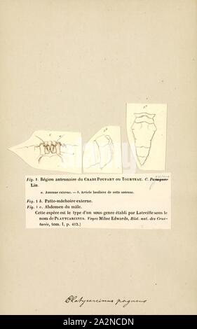 Platycarcinus pagurus, Imprimer, Cancer pagurus, communément connu sous le nom de crabe ou tourteaux, est une espèce de crabe trouvé dans la mer du Nord, océan Atlantique Nord, et peut-être la Mer Méditerranée. C'est un crabe robuste d'une couleur brun-rougeâtre, ayant une carapace ovale avec une caractéristique 'pâte à tarte' edge et noir conseils pour les griffes. Un adulte peut avoir une largeur de carapace jusqu'à 25 cm (10 in) et peser jusqu'à 3 kg (6,6 lb). C. pagurus est un prédateur nocturne, ciblant une variété de mollusques et crustacés. Il est l'objet de la plus grande pêcherie de crabe dans l'Europe de l'Ouest, centrée sur les côtes de Banque D'Images